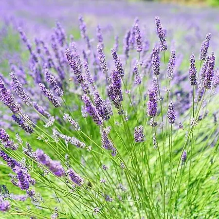 Lavanda Lejlighed Molat