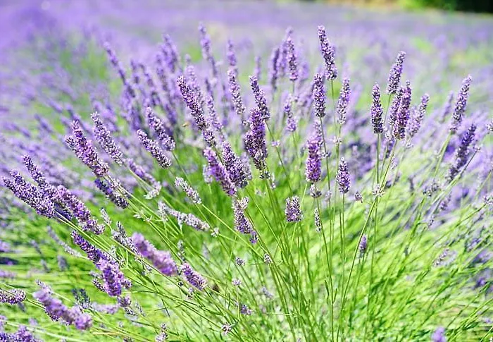 Lavanda Apartment Molat