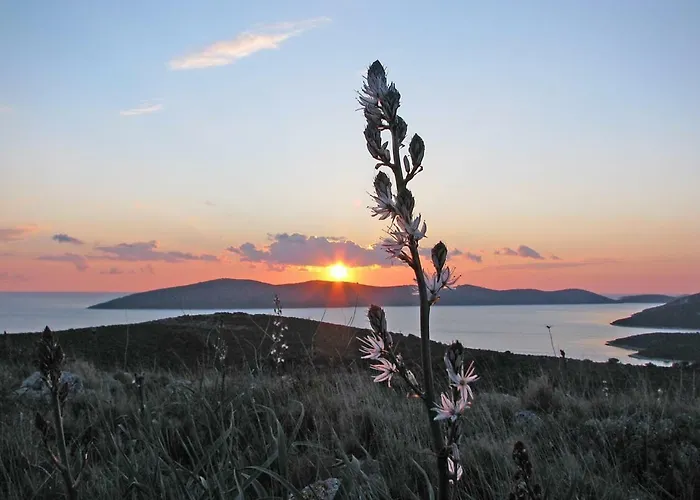 Apartman Lavanda Molat